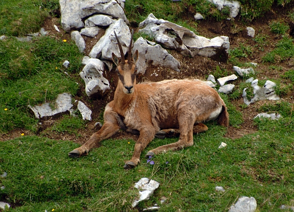 Camoscio d''Abruzzo Rupicapra pyrenaica ornata